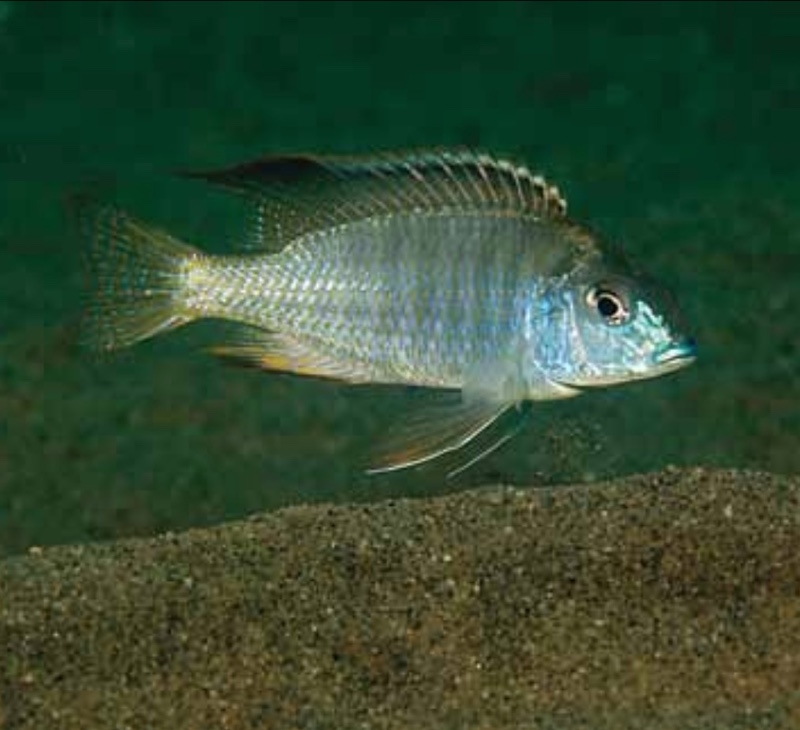 Tramitichromis sp. 'east-coast shallow' Liwani